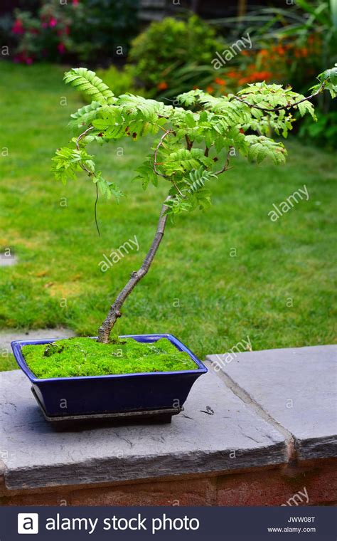 bonsai tree dublin bonsai tree dublin bonsai trees