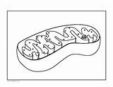 Mitochondria Diagram Coloring Cell Reading Followers sketch template