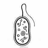 Bacterias Bacteria Bakterien Ausmalbilder Hongos Hongo Pintar Ultracoloringpages Bacterial Cells sketch template