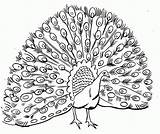 Coloring Pages Peacock Adults Cool Popular sketch template