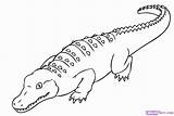 Coloring Crocodile Alligator Nile sketch template