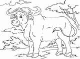 Buffalo Coloring Pages Large sketch template