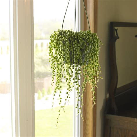 hanging plants   perfect additions   home hanging plants plant  glass