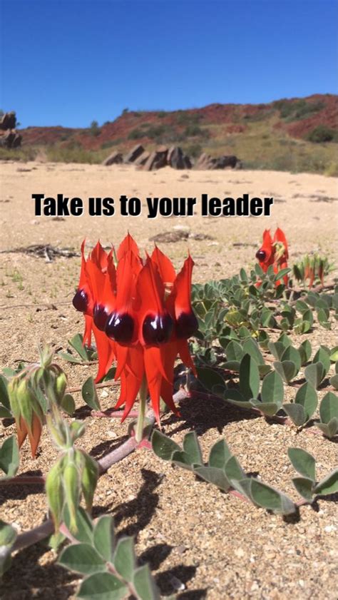 leader memes plants meme plant planets