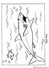 Shark Great Coloring Pages Color Hellokids Print sketch template