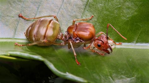 The Secrets Of Royalty Amazing Facts About Queen Ants