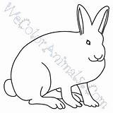 Hare Arctic Drawing Coloring Pages Click Clipartmag sketch template