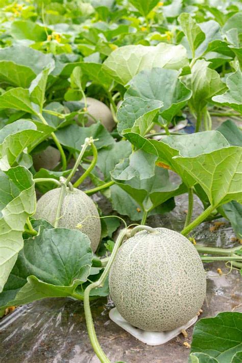 grow cantaloupe  growing tips growfully