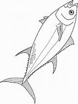 Tuna Coloring Pages Fish Recommended sketch template