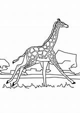 Giraffa Giraffe Pianetabambini sketch template