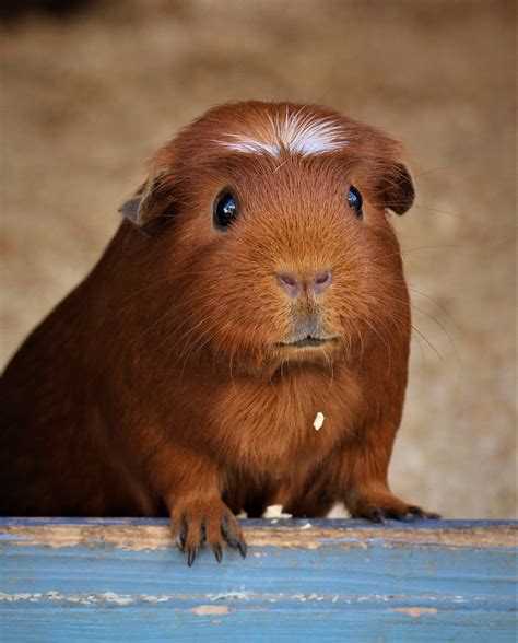 guinea pig breeds  types  guinea pigs petreview
