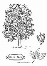 Tree Beech Colouring Pages Coloring Drawing Color Activity Village Trees Become Member Log Choose Board Explore Activityvillage sketch template