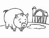 Easy Coloring Pages Pig Rocks sketch template