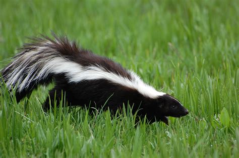 rid  skunk odor wells brothers pet lawn garden supplywells brothers pet lawn