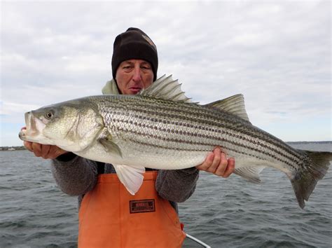 Rhode Island Striped Bass Pic Of The Day First Keeper Of The Year