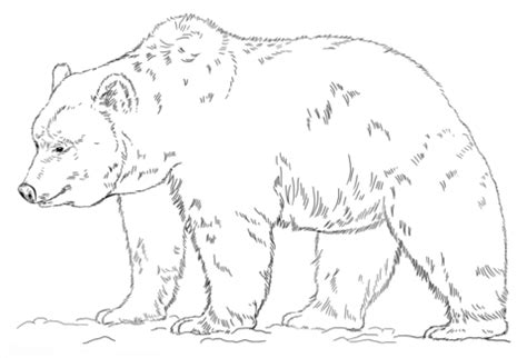 grizzly bear coloring page  printable coloring pages