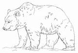 Grizzly Bear Coloring Pages Realistic Printable Drawing Color Print Bears Patterns Polar Adult Drawings sketch template