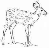 Fawn Coloring Drawing Draw Deer Pages Printable Drawings Medium Step Categories Paintingvalley sketch template