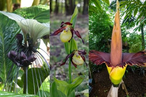 incredible exotic  unusual flowers    florgeous