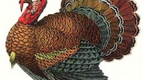 Weird Science Has Ruined Turkey Sex Lives
