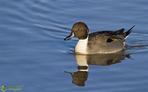 martin clay photography perfect pintail