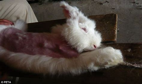 asos bans angora as agony of rabbits plucked alive is revealed in