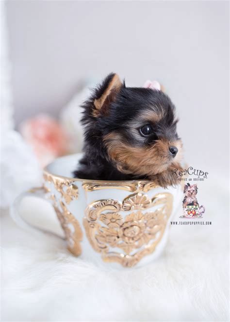 Precious Teacup Yorkie Puppies For Sale Teacup Puppies