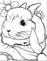 Coloring Pages Bunny Cute Color Printable Bunnies Print Getcolorings sketch template