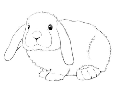 bunnies clipart holland lop bunnies holland lop transparent