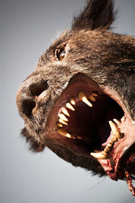 loup garou image stock image du horreur humain bizarre