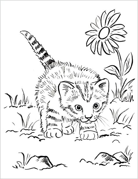 printable cat coloring pages  kids print   benefit