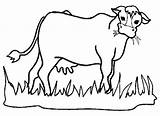 Cow Mucche Cows Erba Mucca Divertenti Scaricare Atuttodonna sketch template