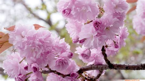 Wallpapers Wallpaper Cherry Blossoms Cherry Trees Wallpaper