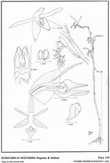 Amo 1993 Epidendrum Herbaria Hágsater Jimenez Dodson Ramosum Drawing Type Website Group sketch template