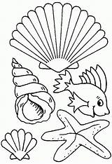 Coloring Pages Shells Sea Shell Seashell Beach Seashells Print Kids Color Drawing Colouring Printable Ocean Animals Colour Sheets Outline Template sketch template