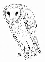 Owl Barn Bufnita Colorat Planse Bufnite Cu Desene Adults Pasari sketch template