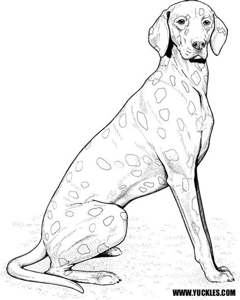 dalmatian dog coloring page  getcoloringscom  printable