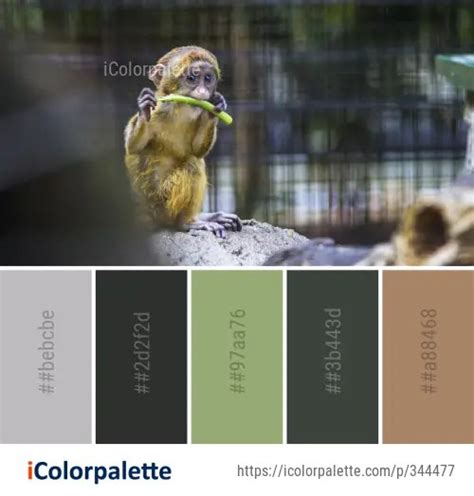 zoo color palette ideas   icolorpalette