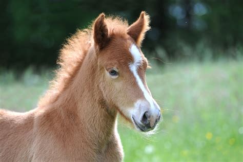 images meadow sweet cute pasture stallion mane fauna
