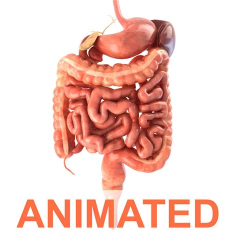 3d Model Digestive System Animated Vr Ar Low Poly Rigged Animated