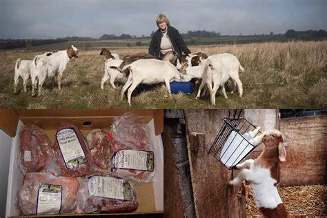goat farming business plan plans  starting  meat goat  dairy goat farm boer goat