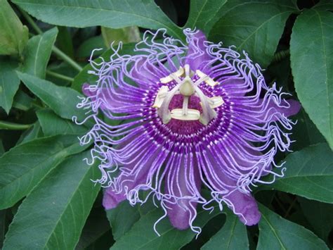 10 Viable Passiflora Incarnata Purple Passion Flower Seeds