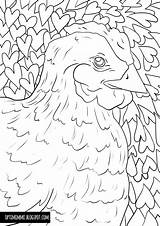 Inktober Värityskuva Kana Chicken Coloring sketch template