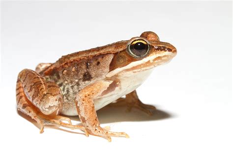 wood frog wikipedia