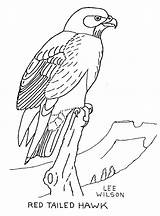 Hawk Mascot Harris Tailed Designlooter Moose Getdrawings sketch template