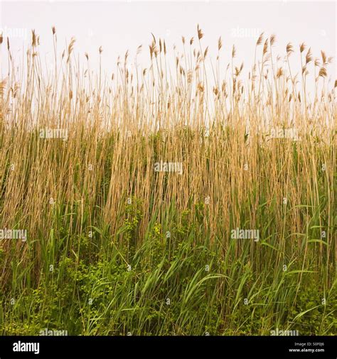 corn grass weeds  res stock photography  images alamy