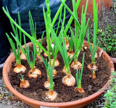 top kitchen garden   grow onions indoors