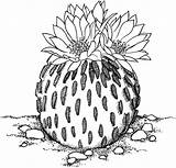 Cactus Coloring Pages Pelecyphora Drawing Flower Printable Illustration Dibujo Dessin Supercoloring Colorier Desert Imagixs Flowers Colouring Draw Gif Outline Drawings sketch template