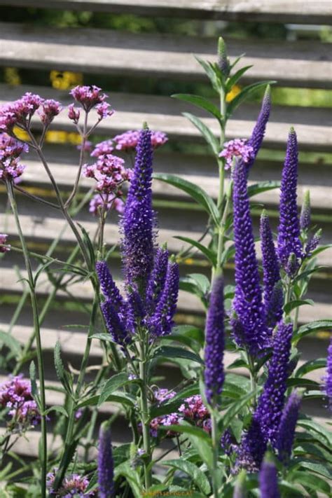 paars bloeiende vaste planten schetsservice