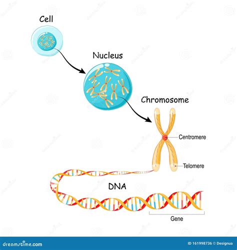 From Gene To Dna And Chromosome In Cell Structure Genome Sequence